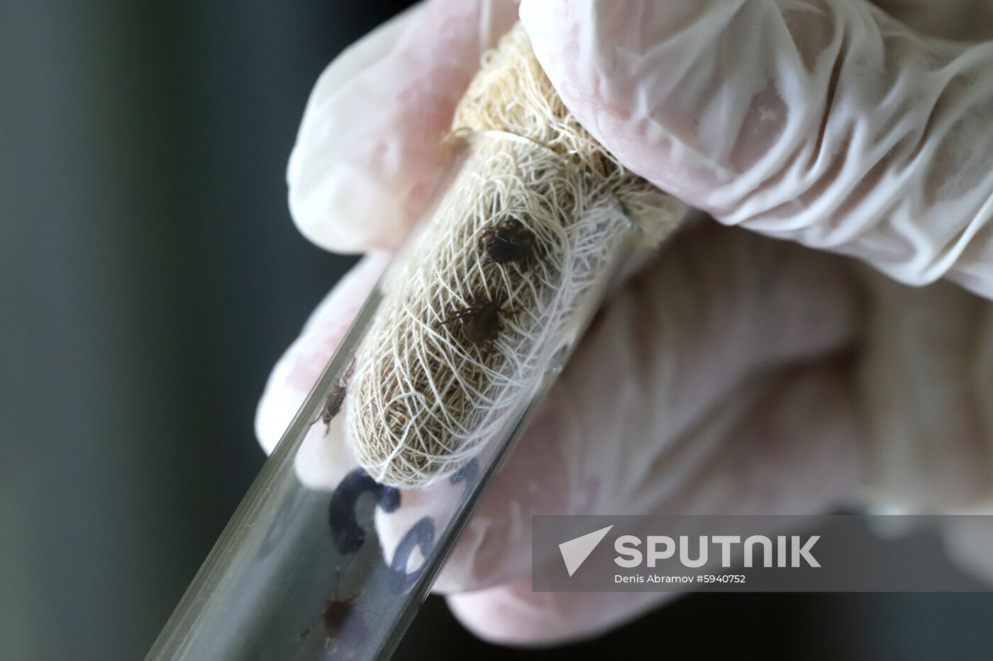 Combating insects carrying dangerous diseases in Stavropol Territory