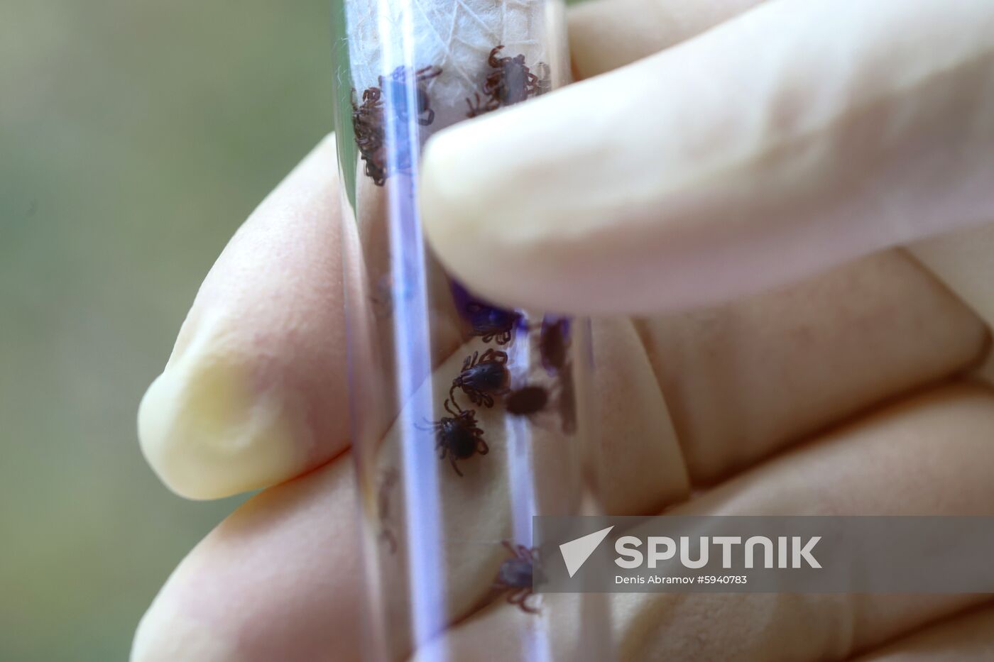 Combating insects carrying dangerous diseases in Stavropol Territory