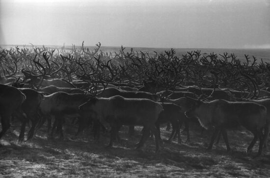 Chukotka reindeer shepherds