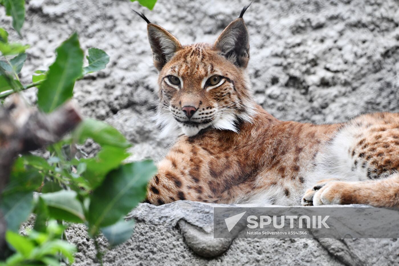 Russia Lynxes