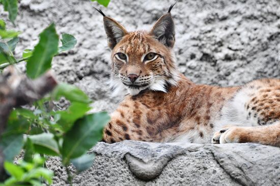 Russia Lynxes
