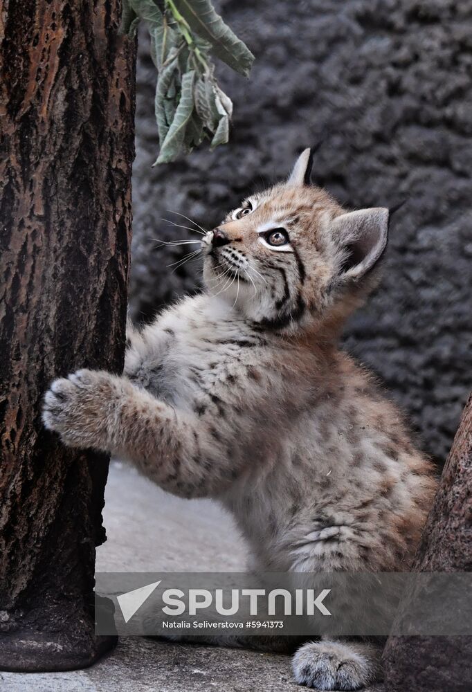 Russia Lynxes