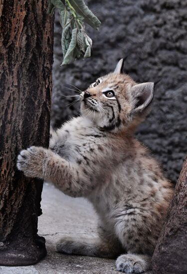 Russia Lynxes