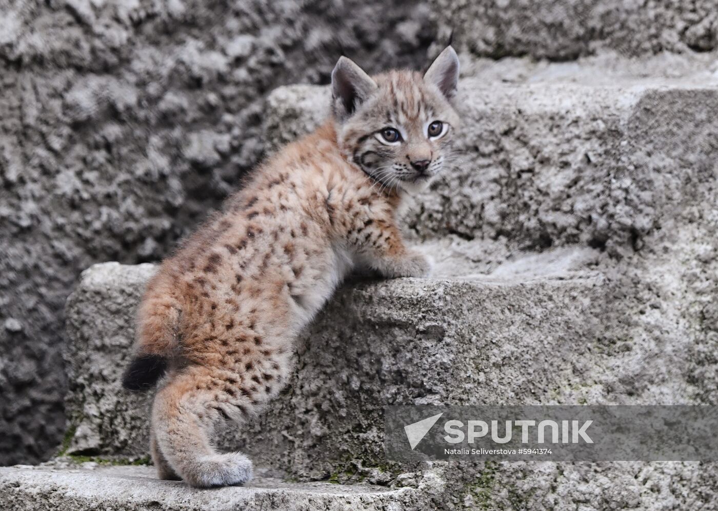 Russia Lynxes