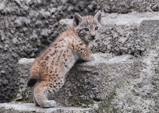 Russia Lynxes