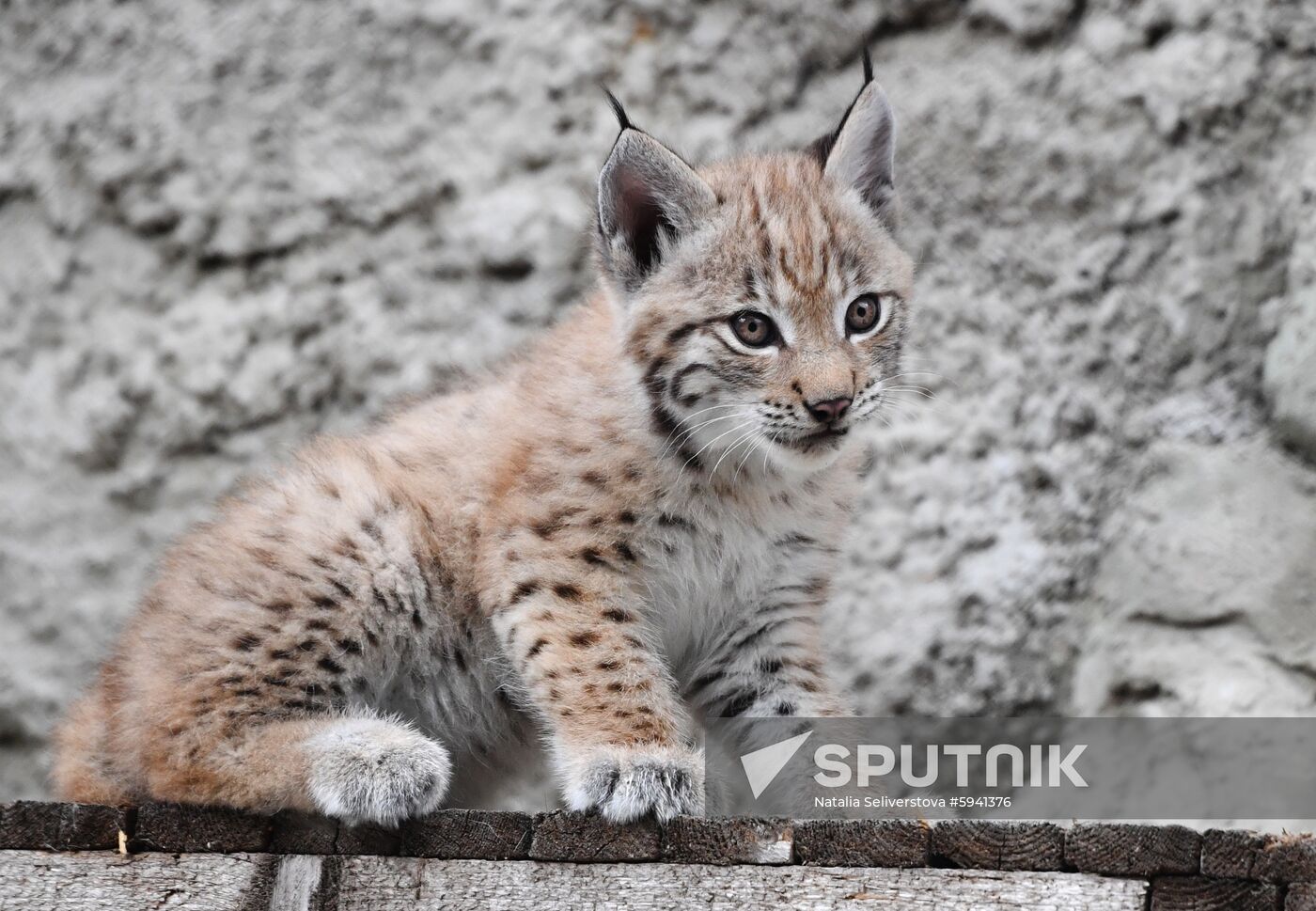 Russia Lynxes