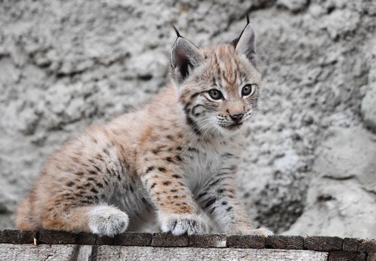 Russia Lynxes