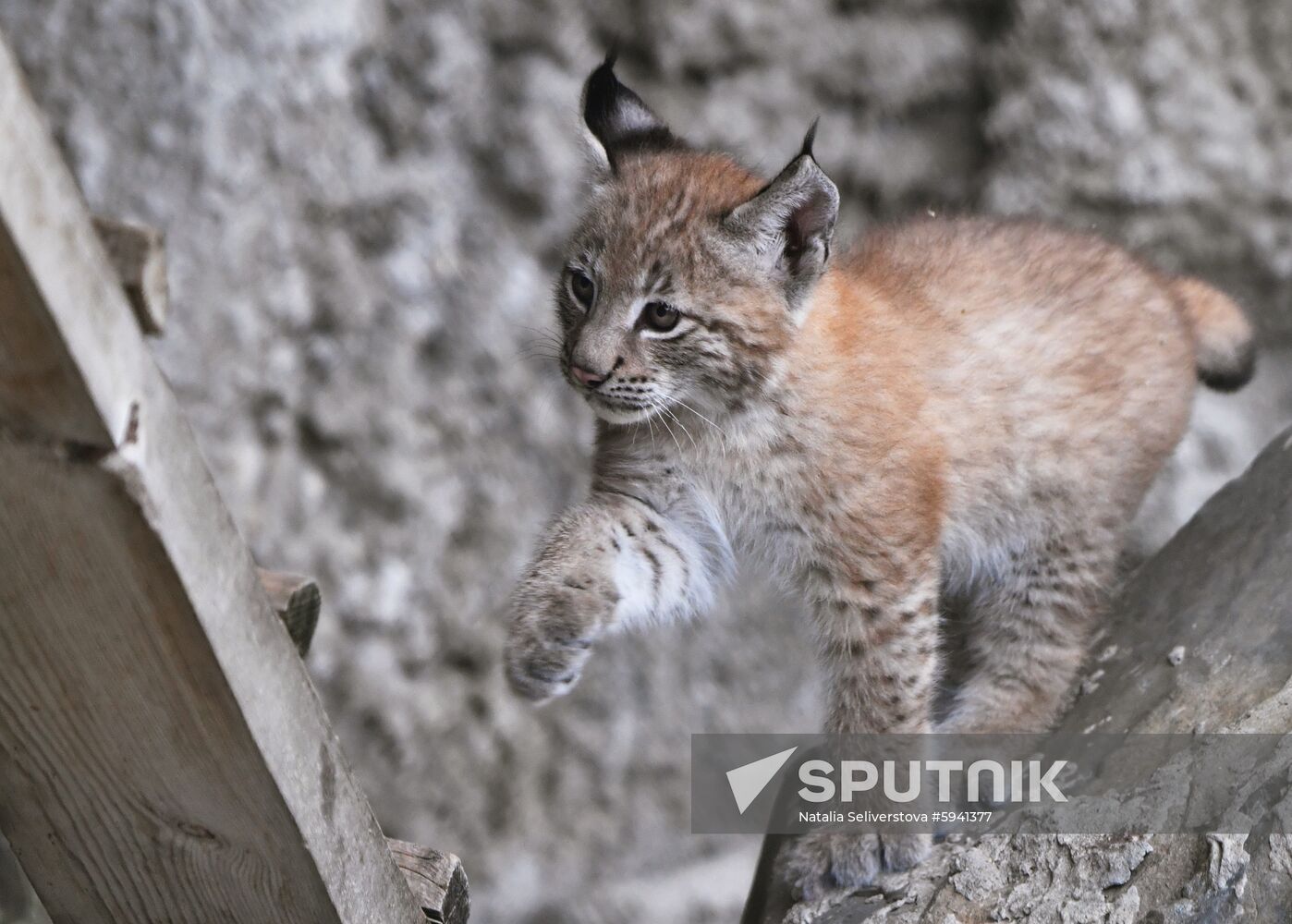 Russia Lynxes