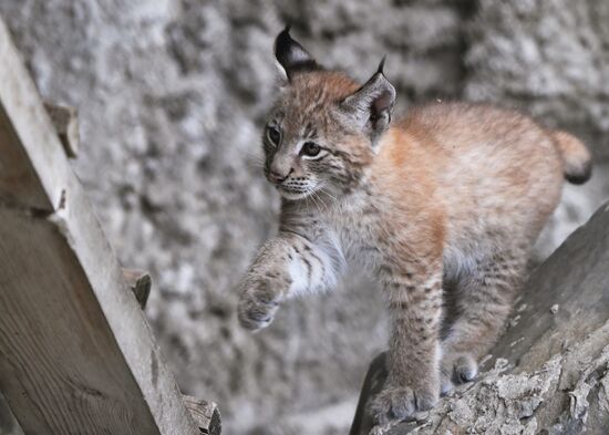 Russia Lynxes