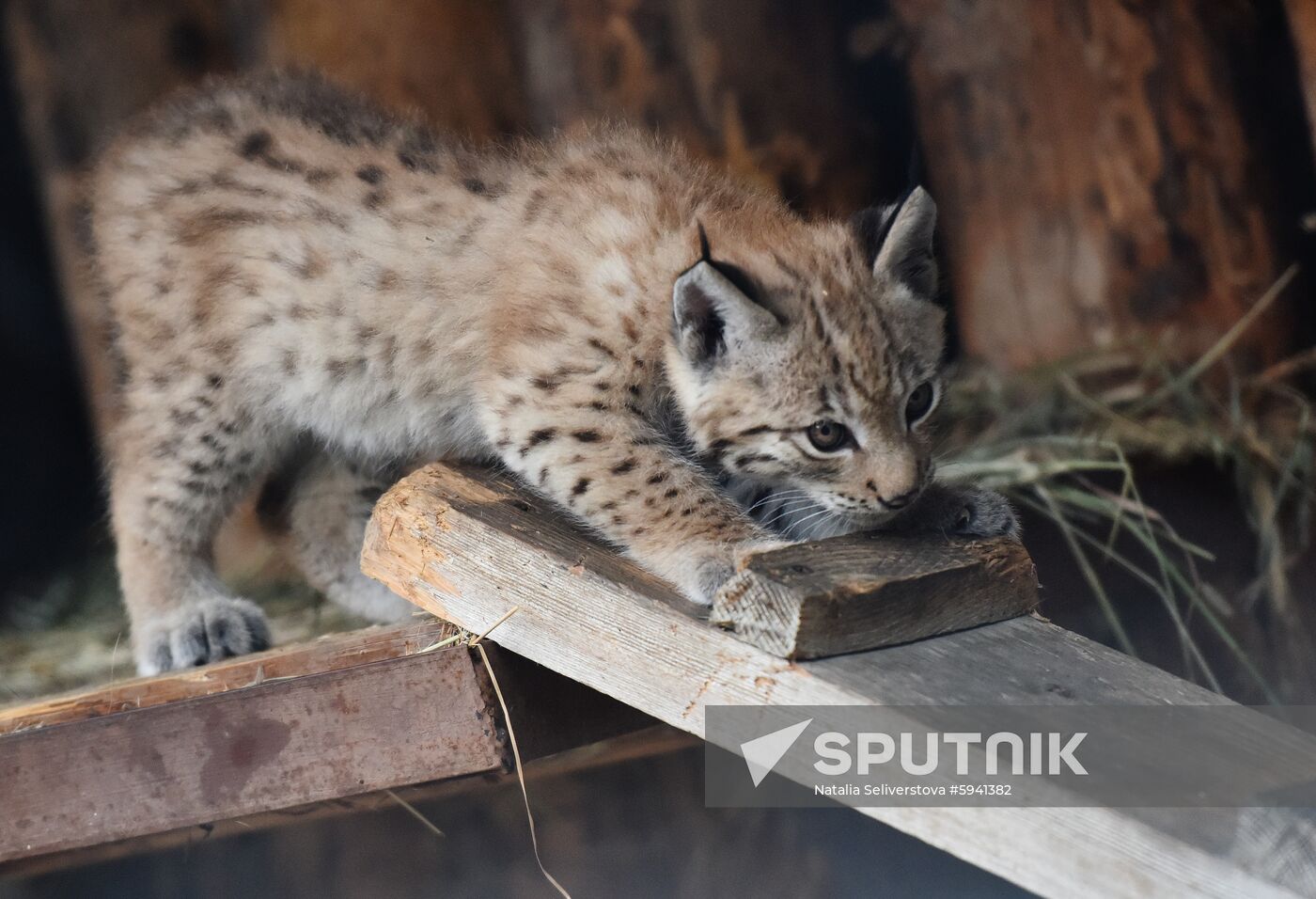 Russia Lynxes