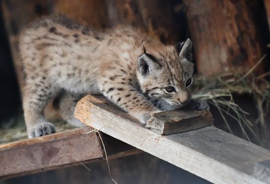 Russia Lynxes