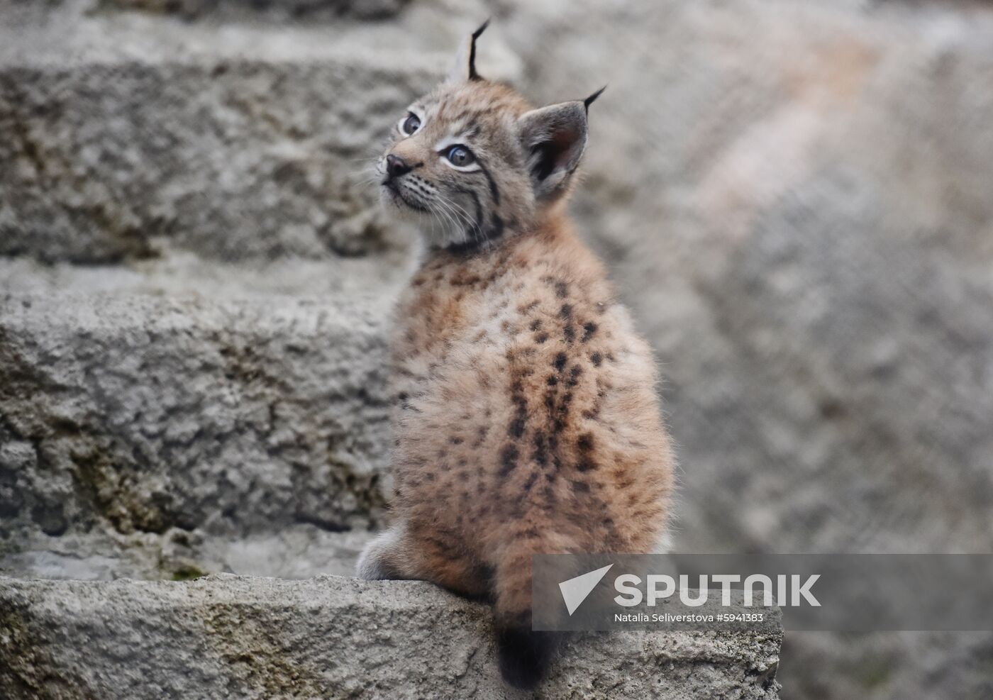 Russia Lynxes