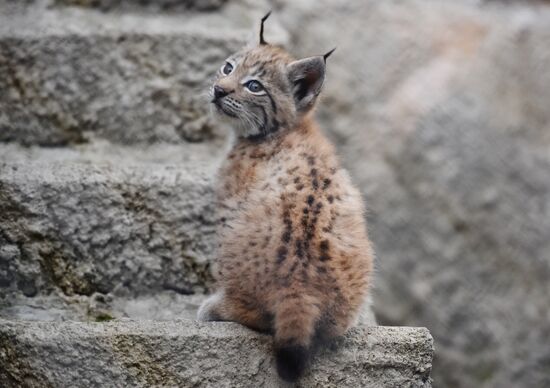 Russia Lynxes