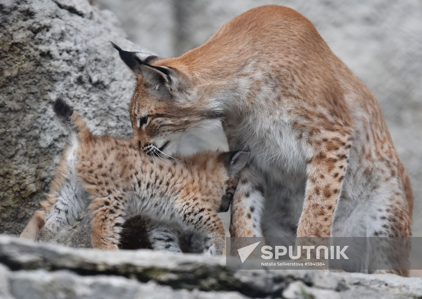 Russia Lynxes