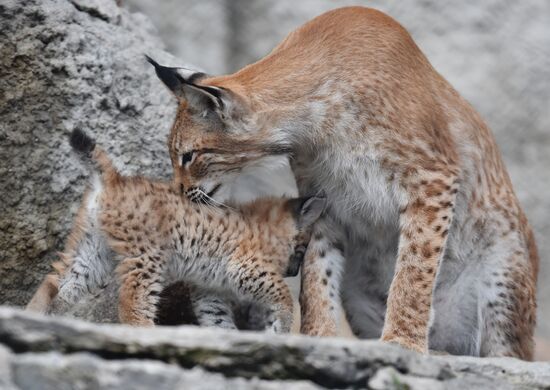 Russia Lynxes