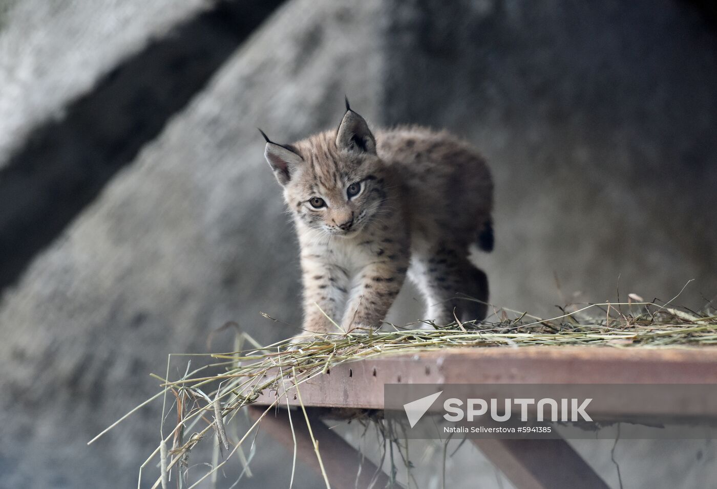 Russia Lynxes