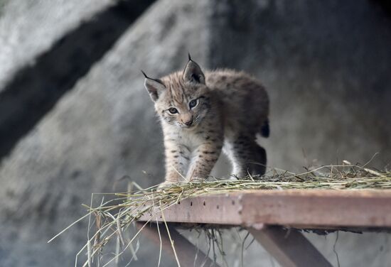 Russia Lynxes