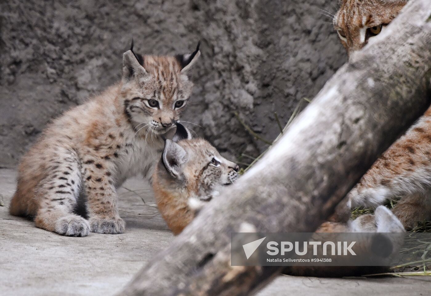 Russia Lynxes