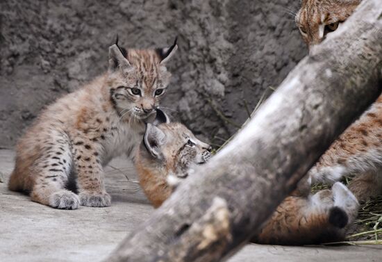 Russia Lynxes