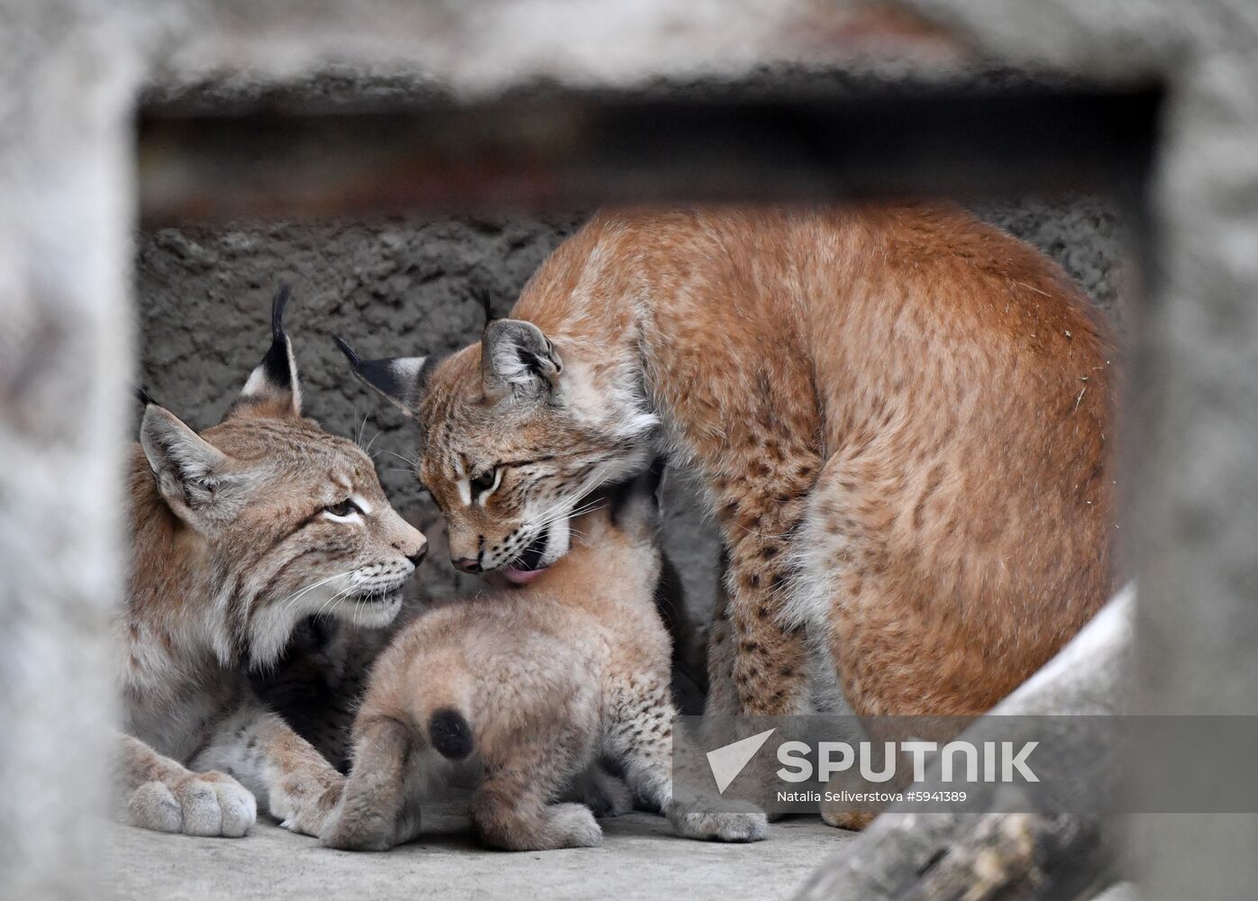 Russia Lynxes
