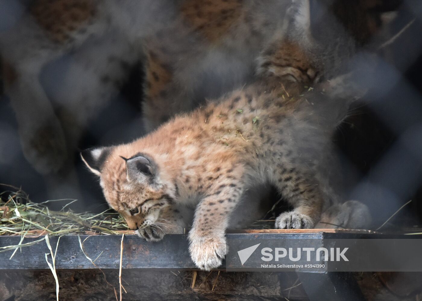 Russia Lynxes
