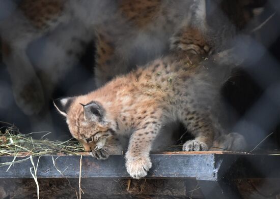 Russia Lynxes