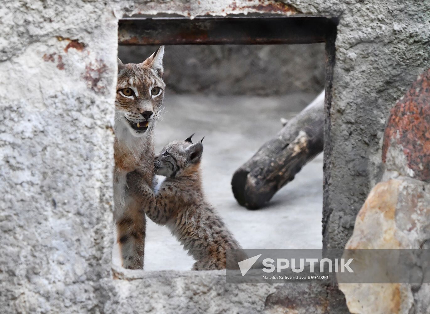 Russia Lynxes