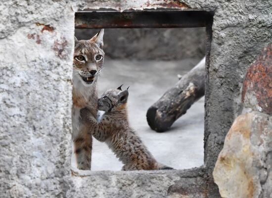 Russia Lynxes