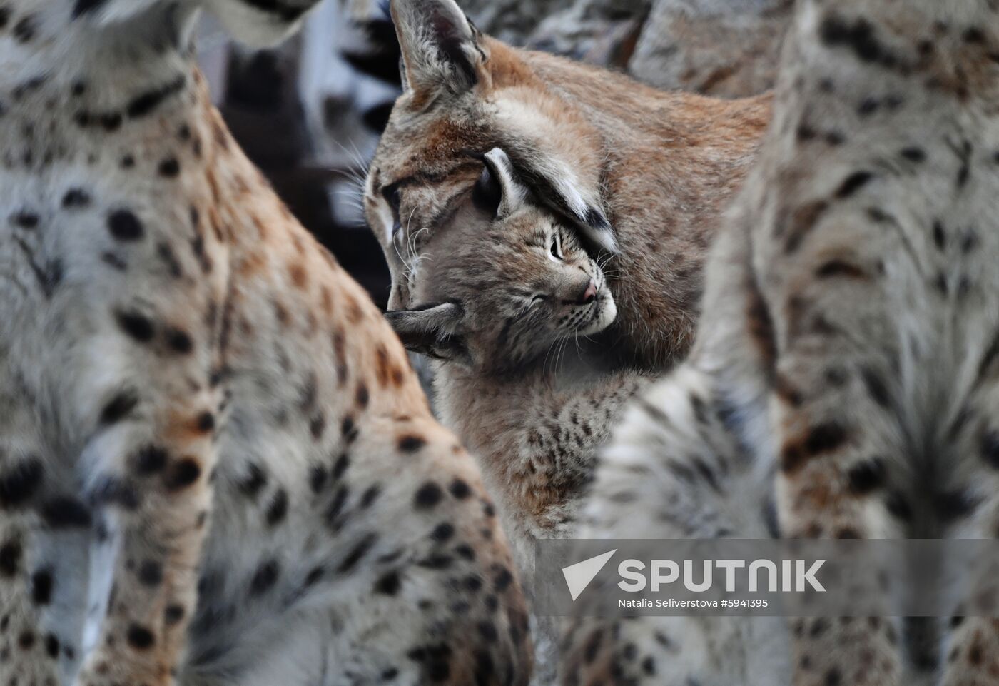 Russia Lynxes