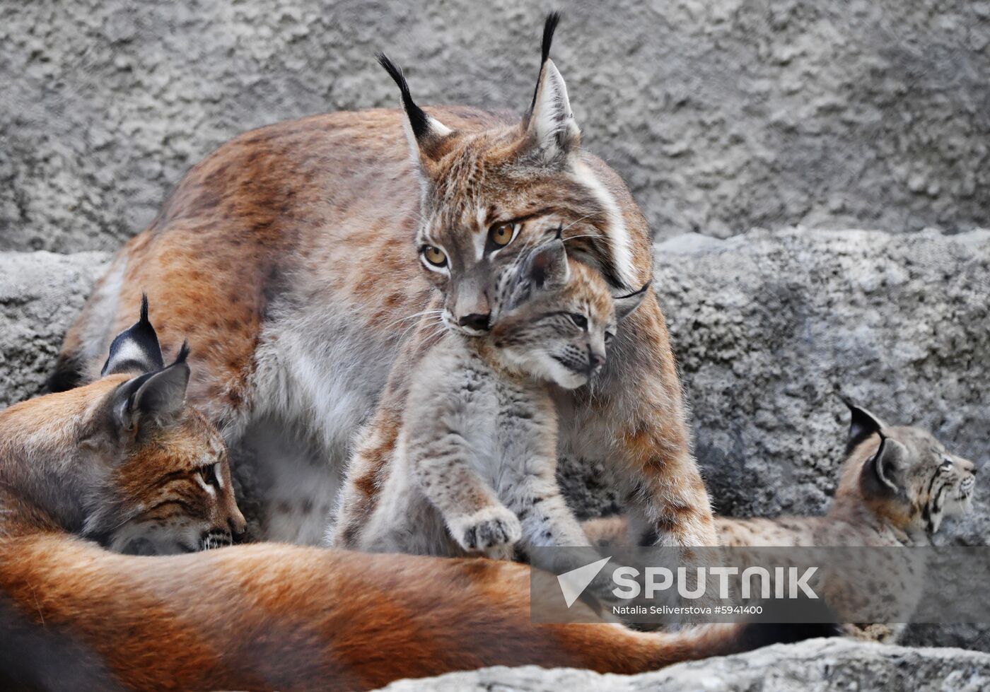 Russia Lynxes