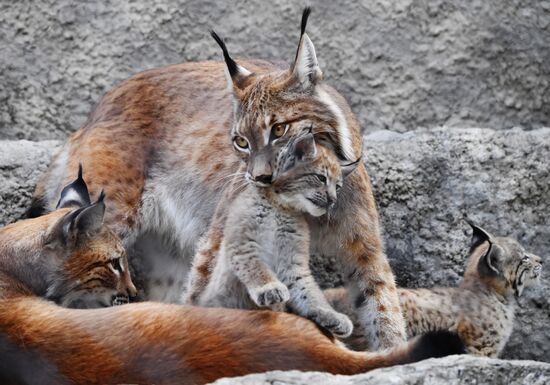 Russia Lynxes