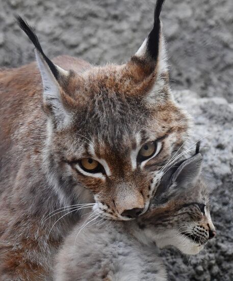 Russia Lynxes