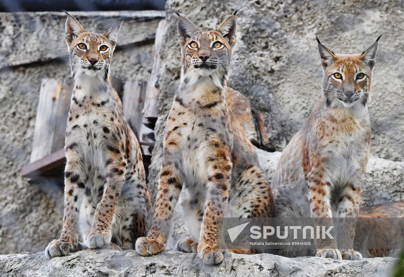 Russia Lynxes