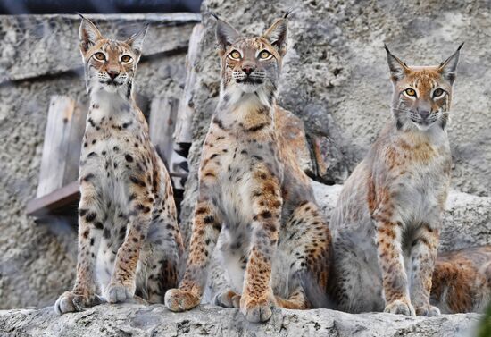 Russia Lynxes