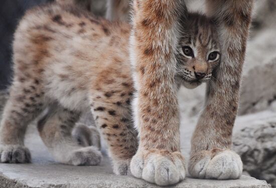 Russia Lynxes