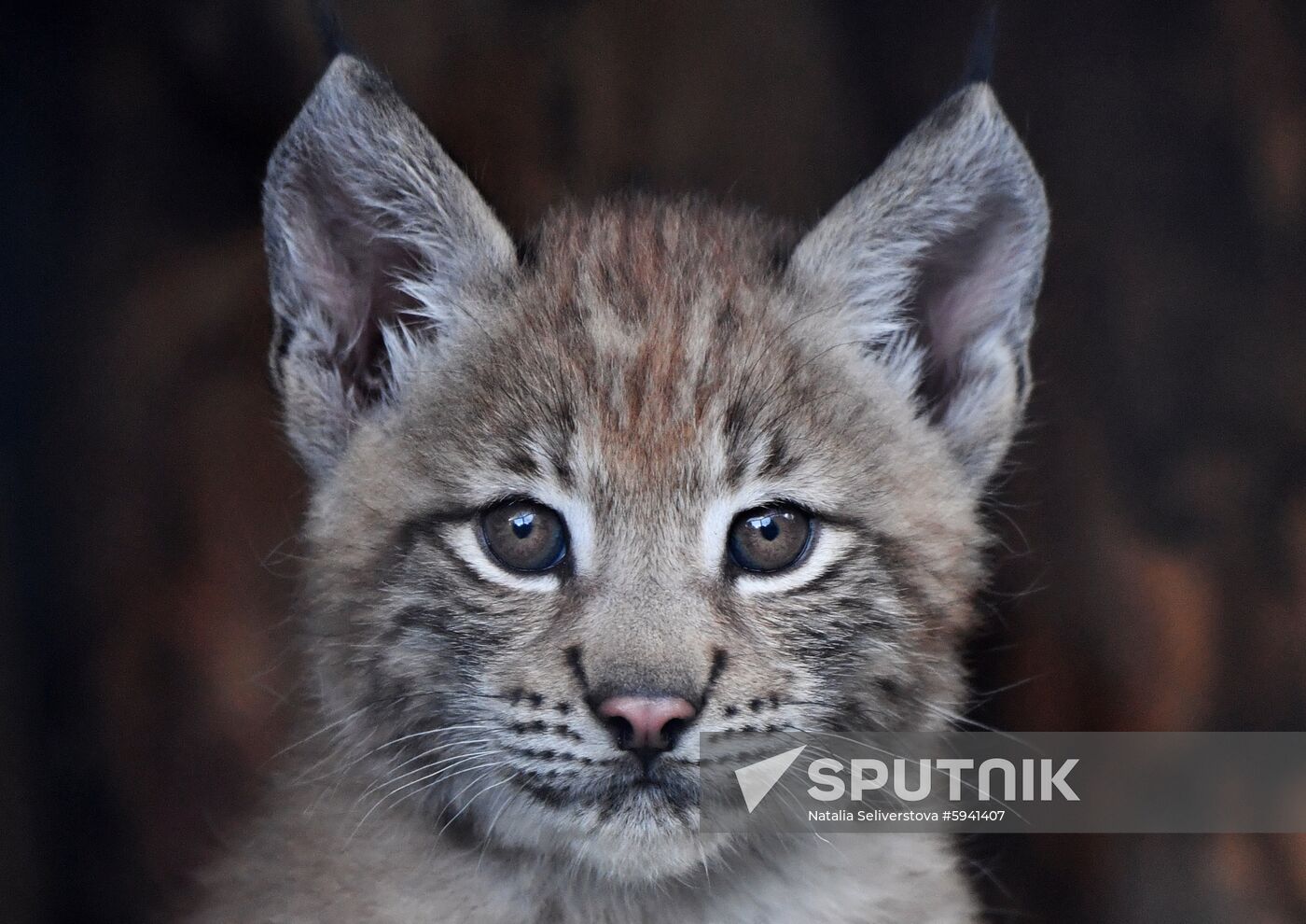 Russia Lynxes