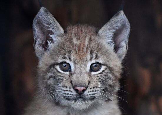 Russia Lynxes