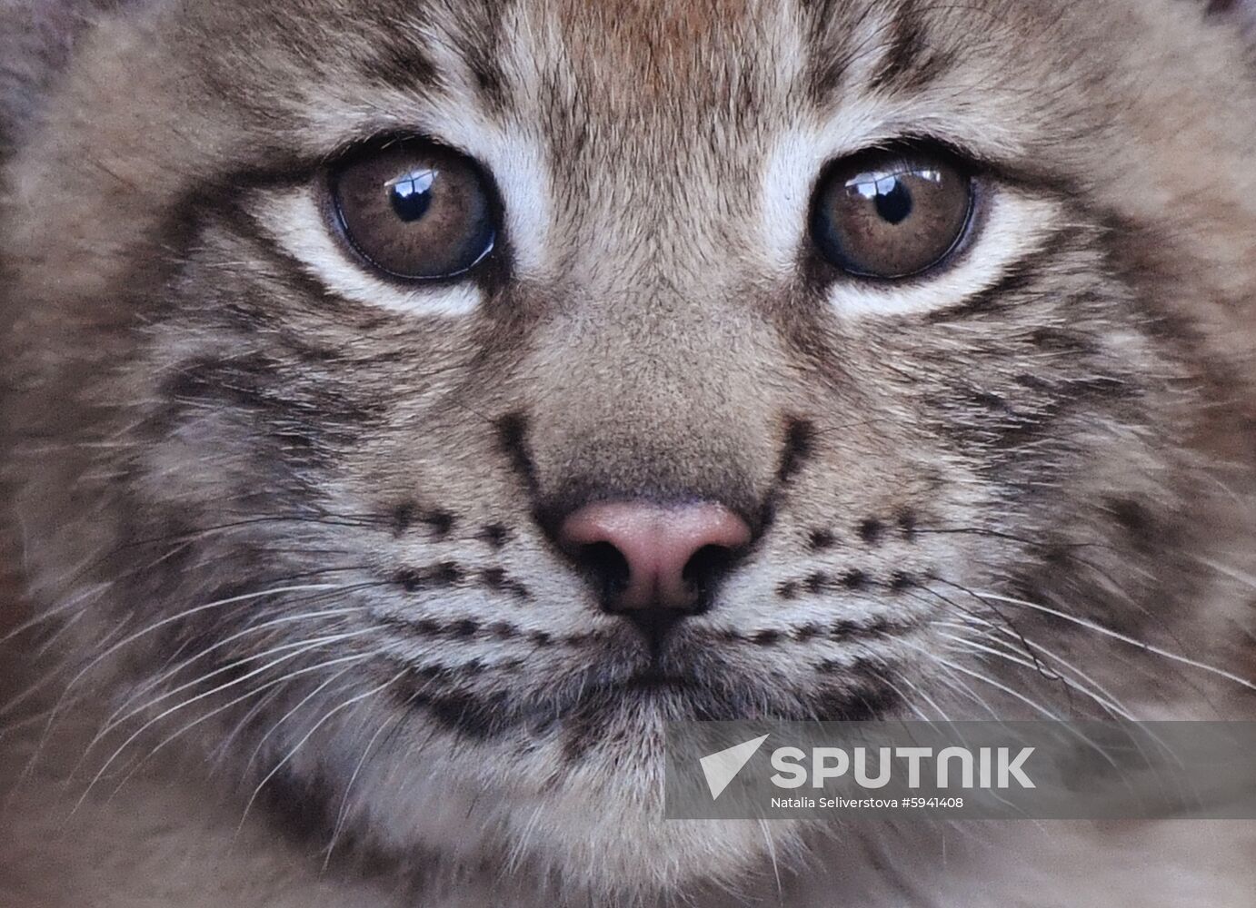 Russia Lynxes