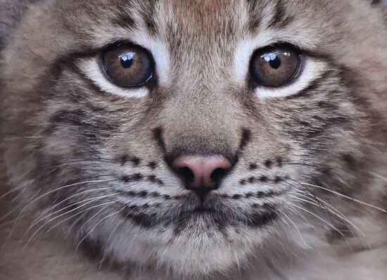 Russia Lynxes