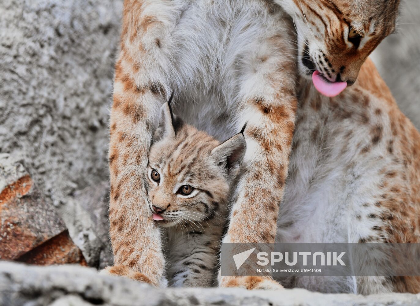 Russia Lynxes