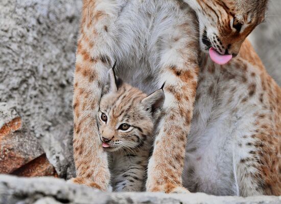 Russia Lynxes