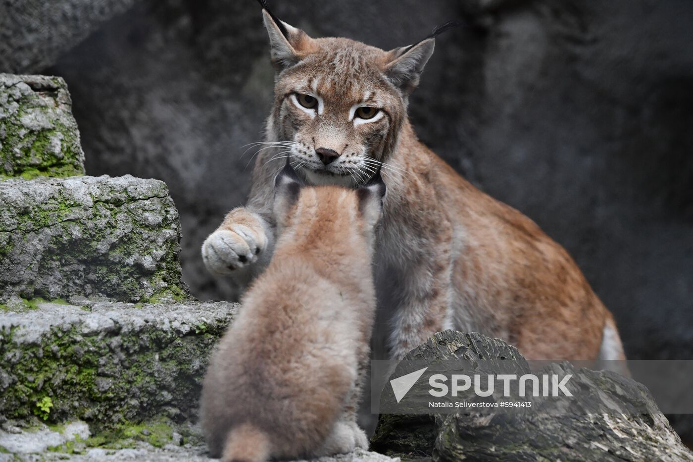 Russia Lynxes