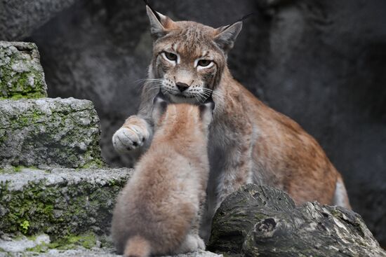 Russia Lynxes