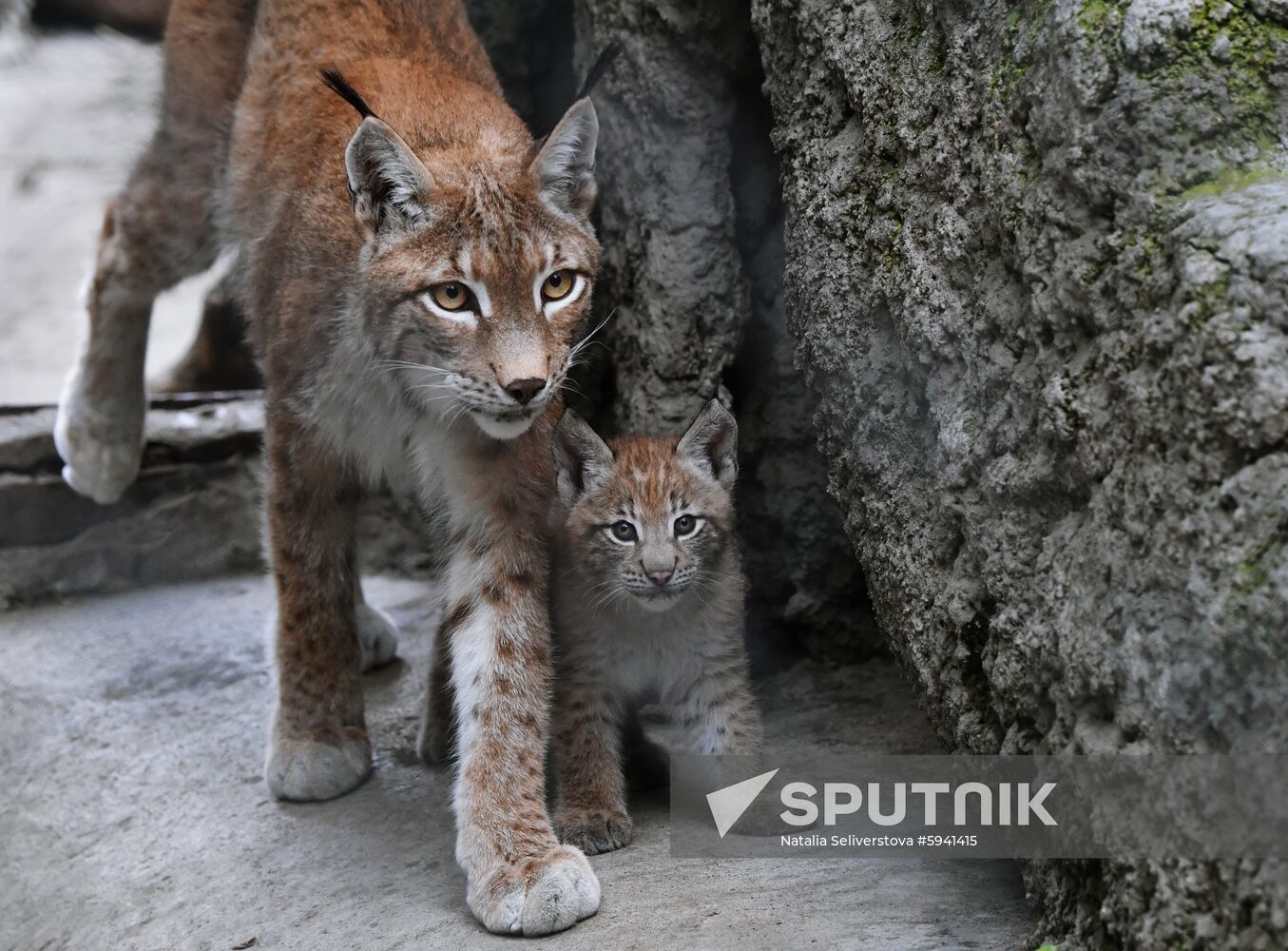 Russia Lynxes