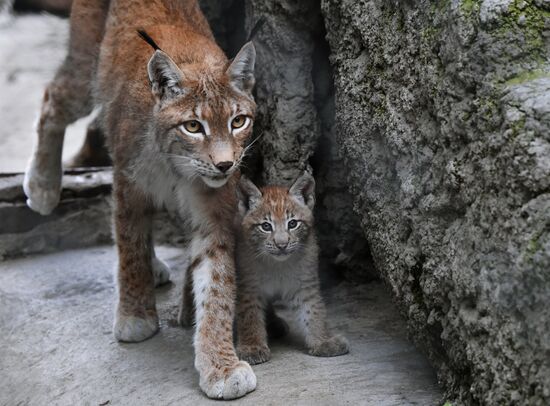 Russia Lynxes