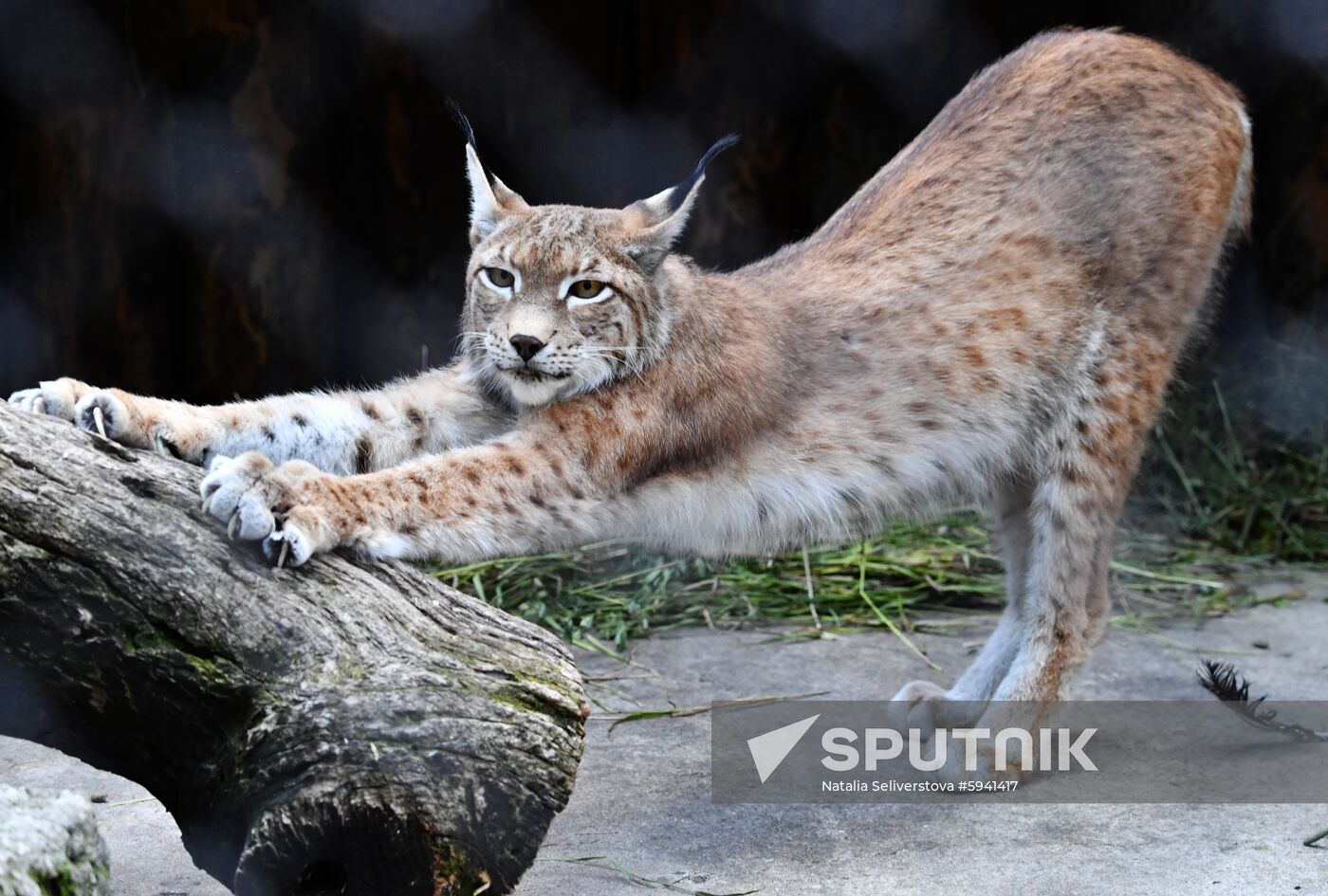 Russia Lynxes