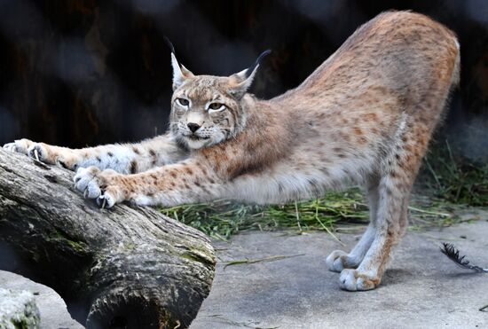 Russia Lynxes