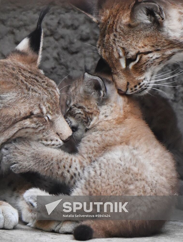 Russia Lynxes