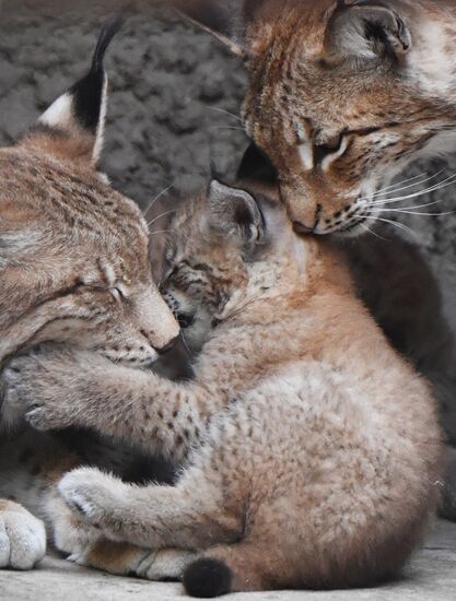 Russia Lynxes