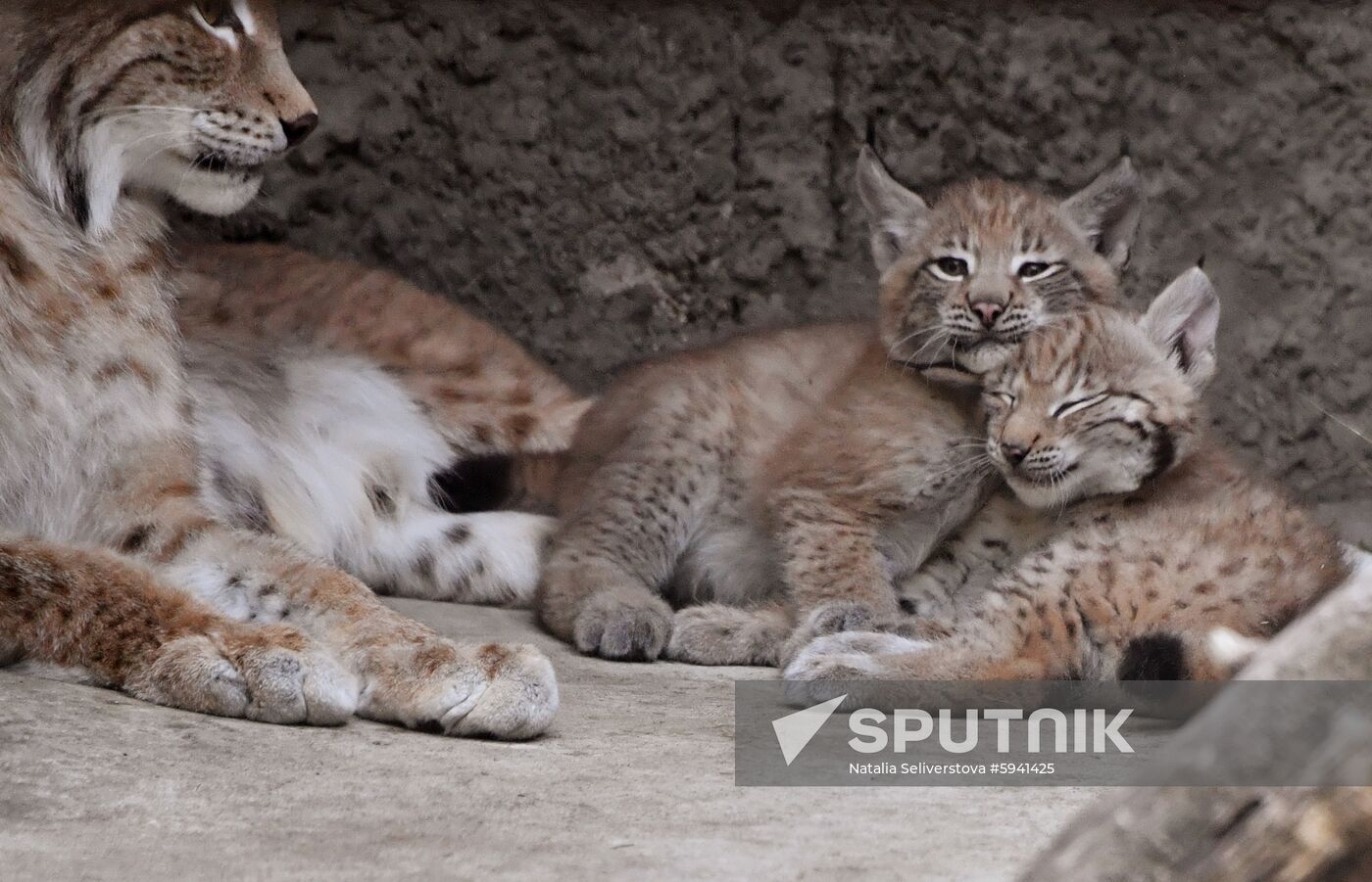 Russia Lynxes